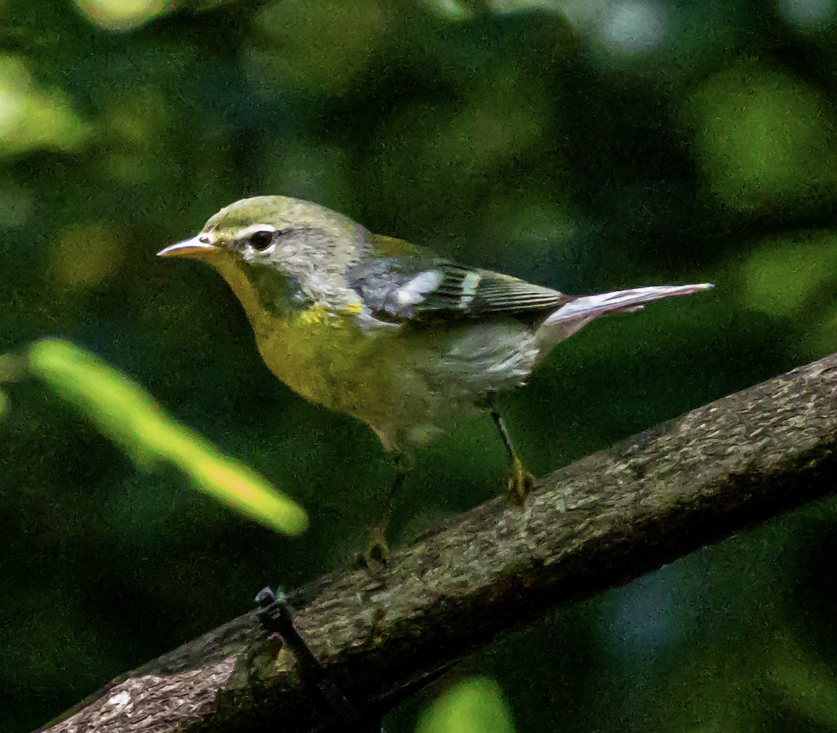 Northern Parula - ML633907258