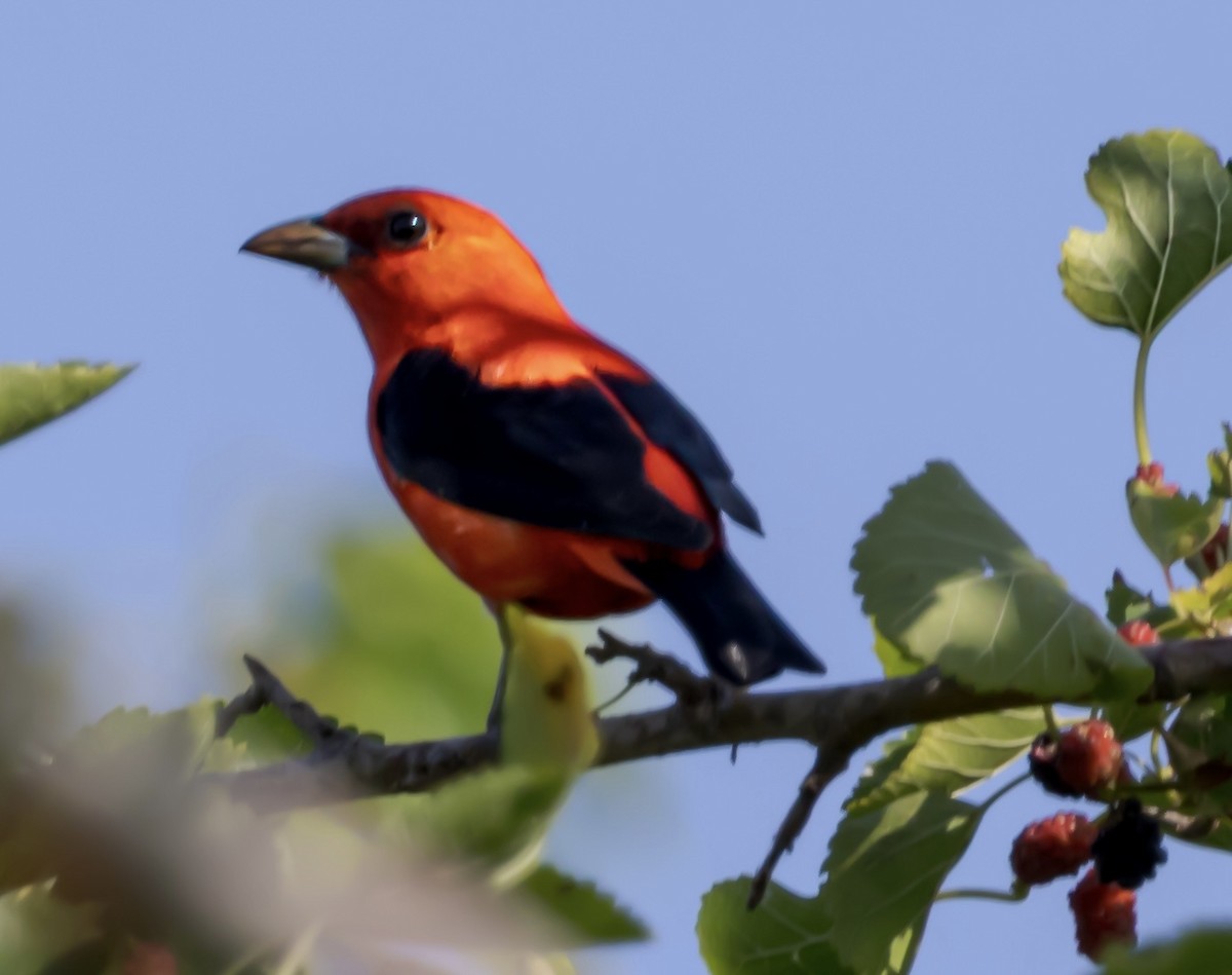 Scarlet Tanager - ML633907526
