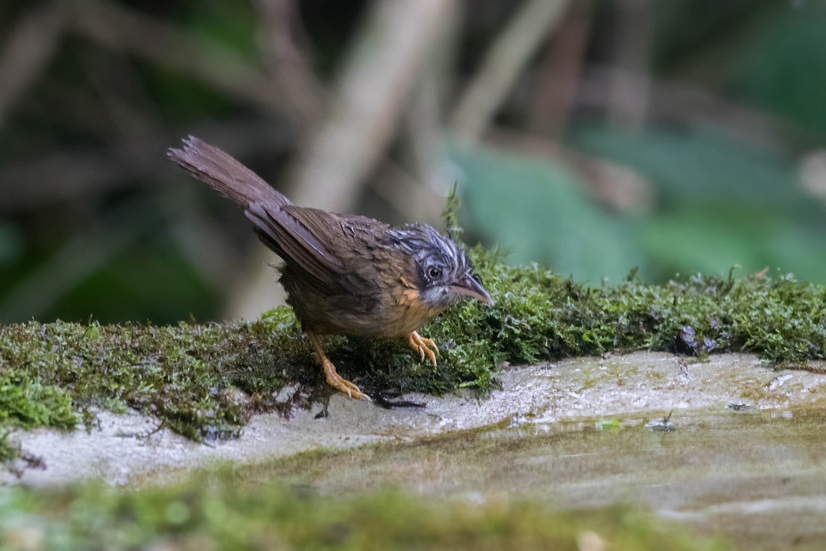 Gray-throated Babbler - ML633907590