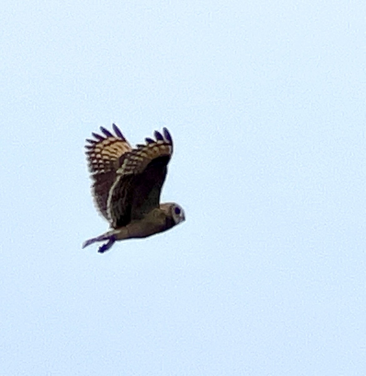 Hibou du Cap - ML633907661