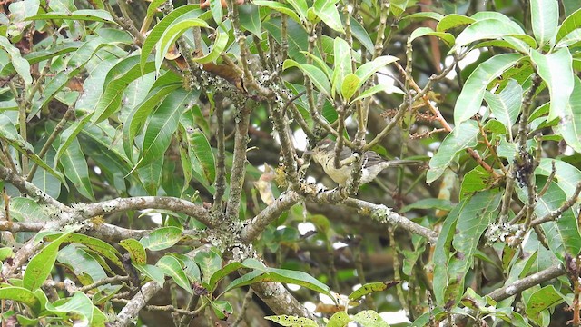 Double-banded Graytail - ML633907697