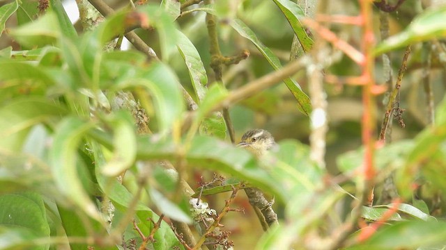 Double-banded Graytail - ML633907698