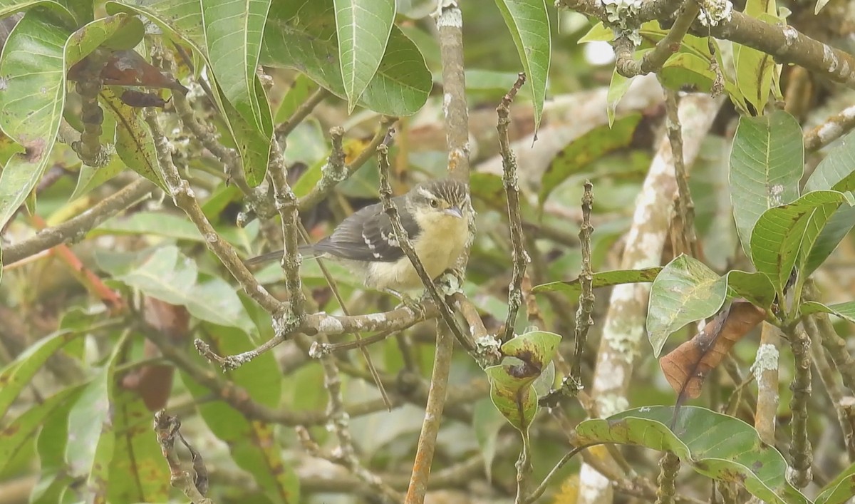 Double-banded Graytail - ML633907724