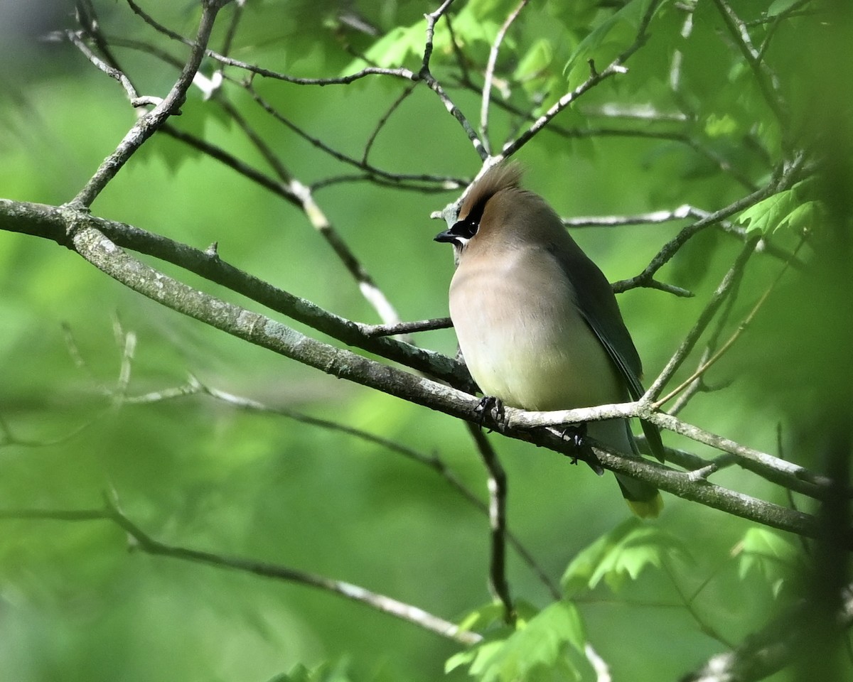 Cedar Waxwing - ML633907736