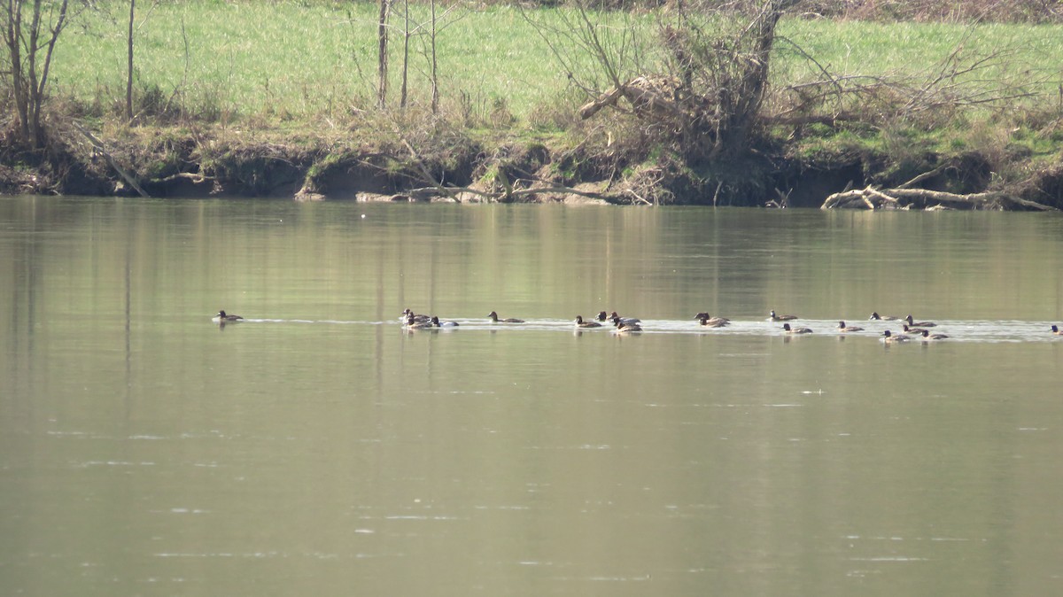 Lesser Scaup - ML633907767