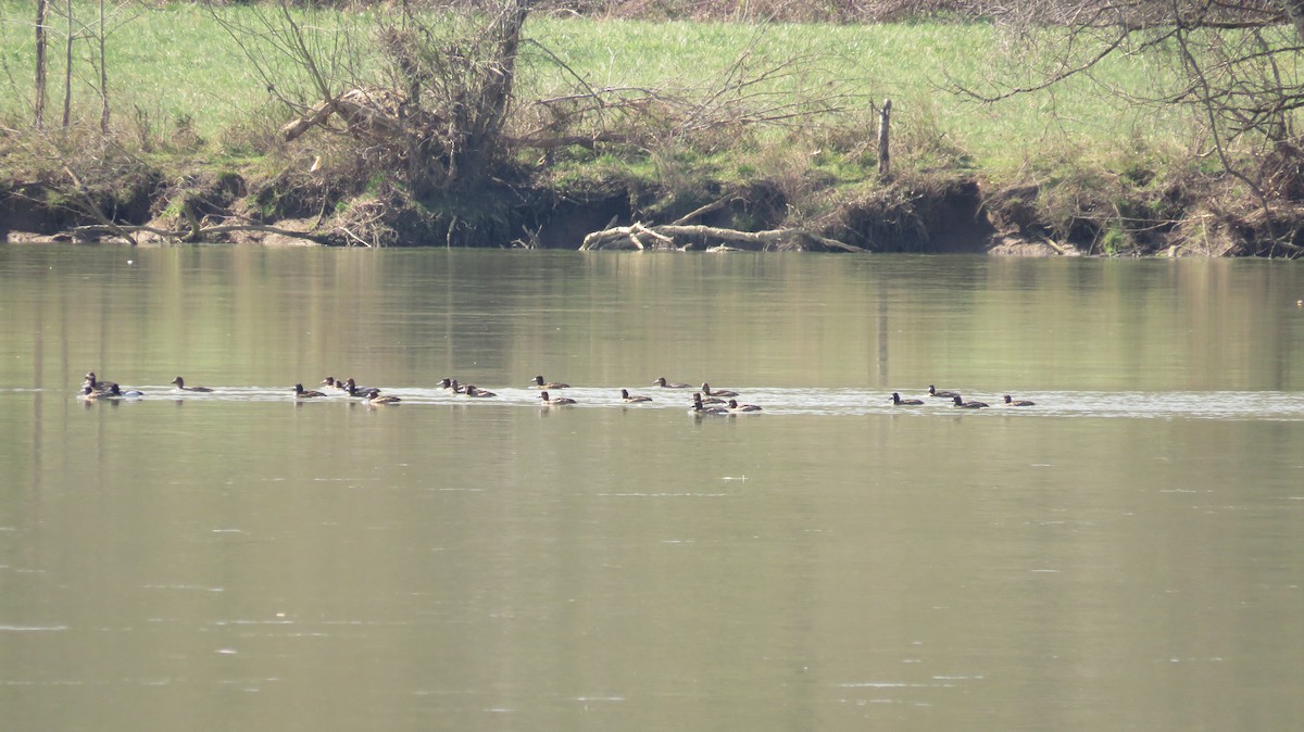 Lesser Scaup - ML633907768