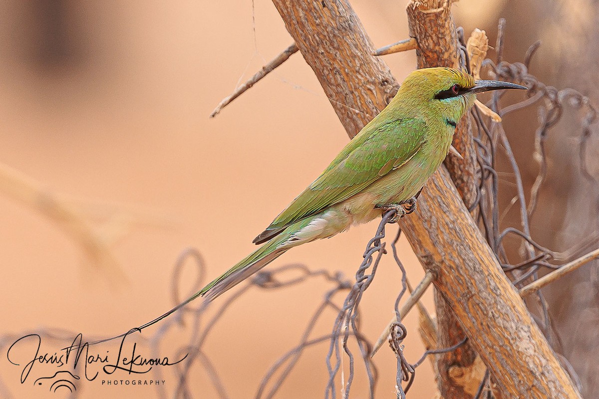 African Green Bee-eater - ML633907835
