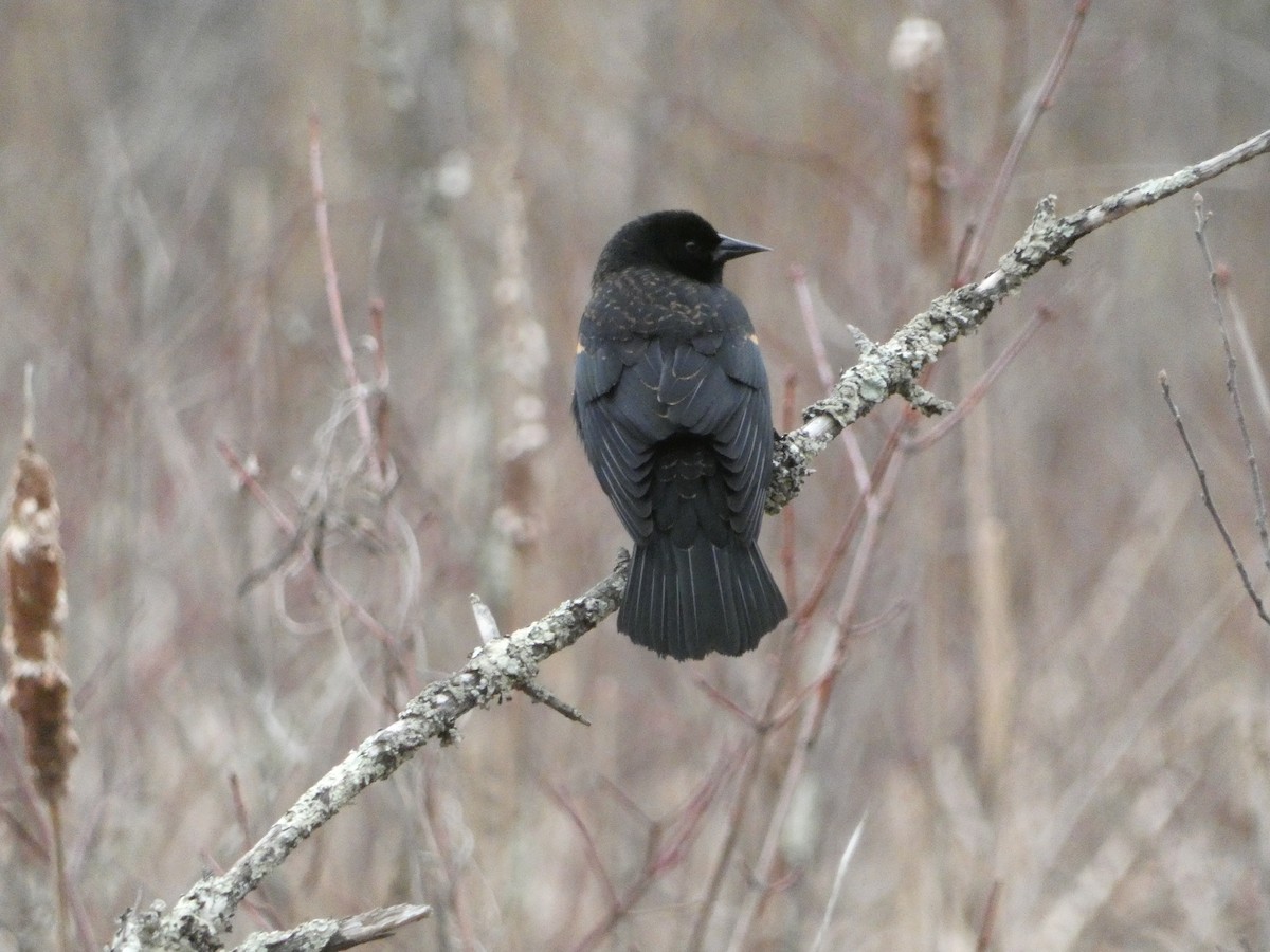 Red-winged Blackbird - ML633907850