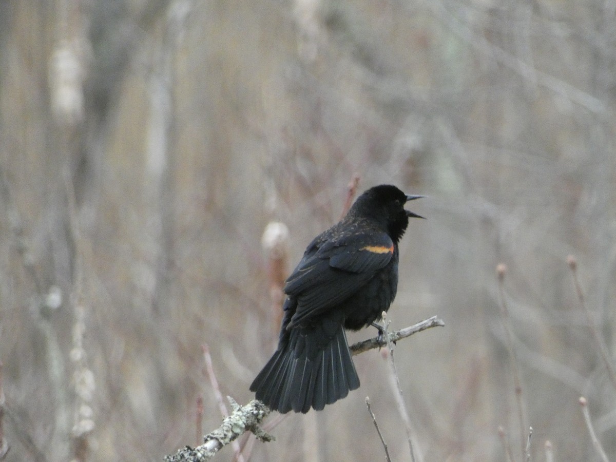 Red-winged Blackbird - ML633907851