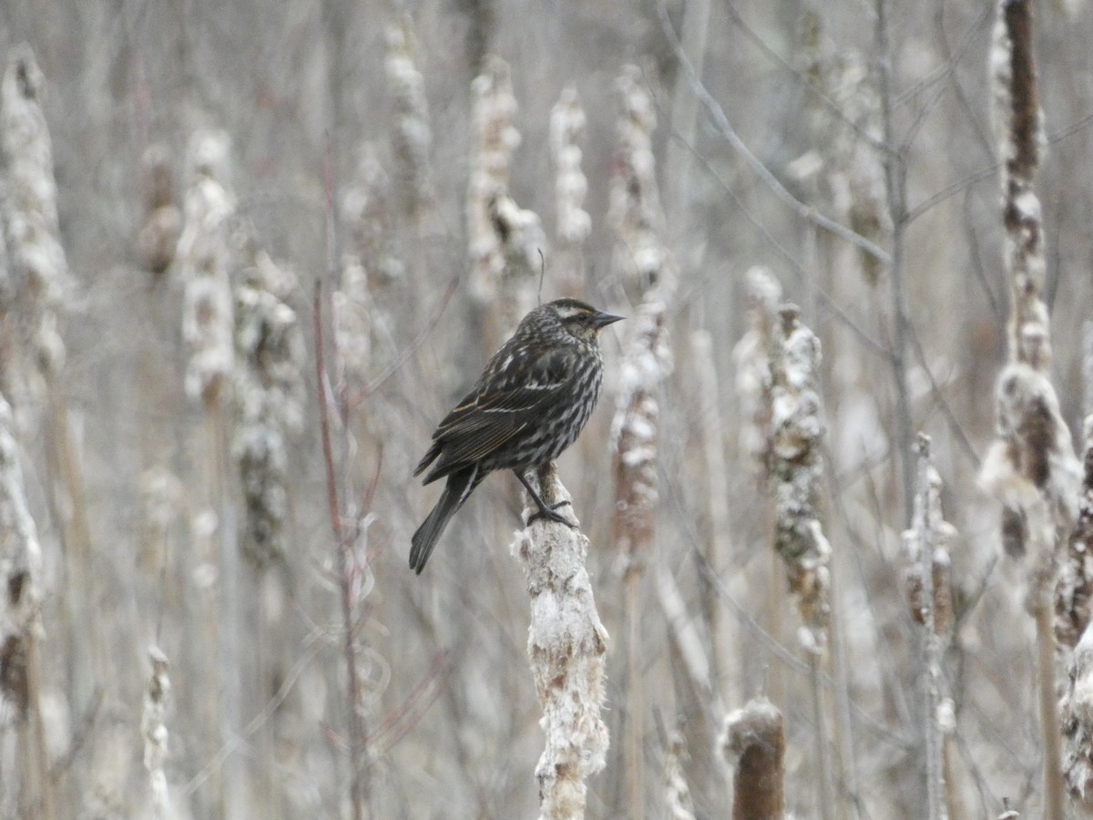 Red-winged Blackbird - ML633907852
