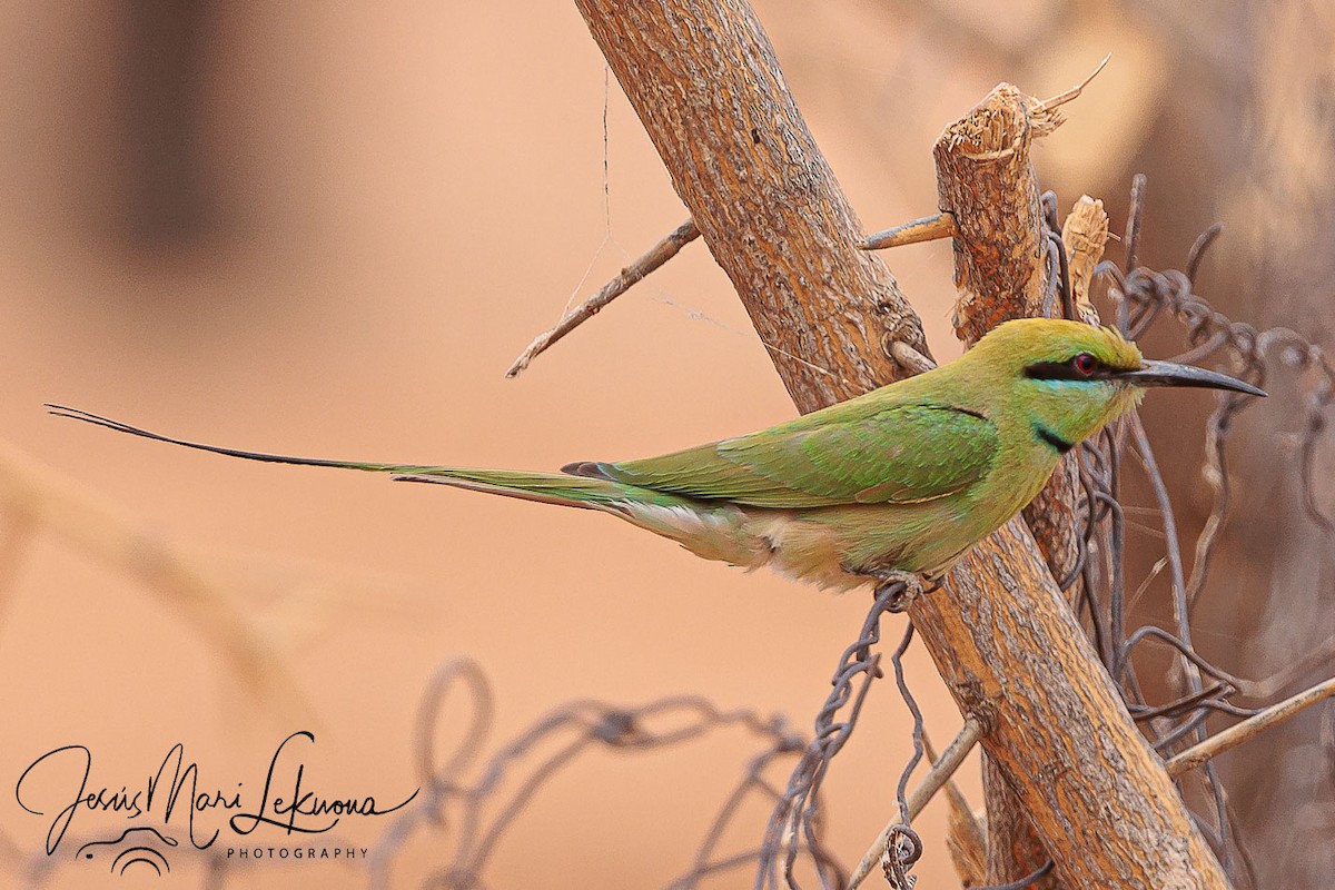 African Green Bee-eater - ML633907876