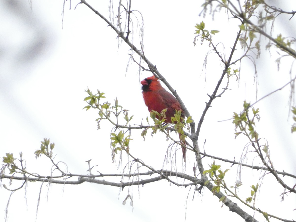 Northern Cardinal - ML633907877