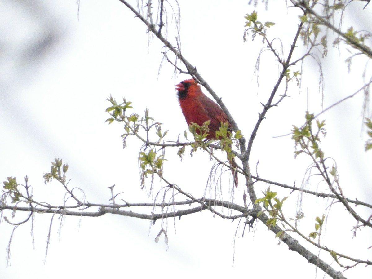Northern Cardinal - ML633907878