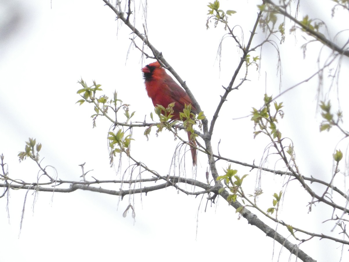 Northern Cardinal - ML633907879