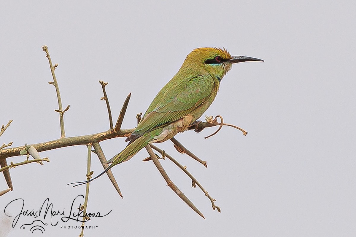 African Green Bee-eater - ML633907931