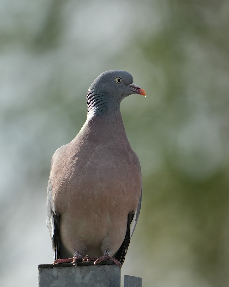 Ойн тагтаа - ML633907936