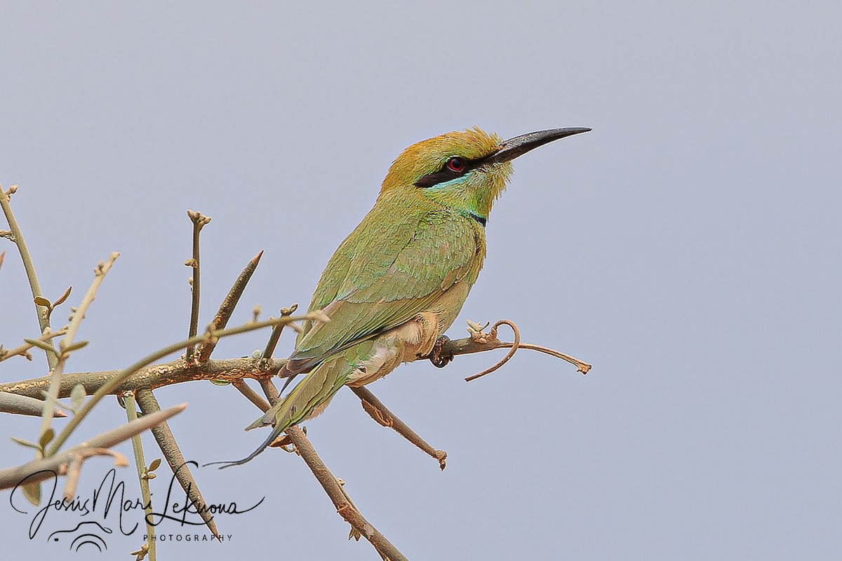 African Green Bee-eater - ML633907981