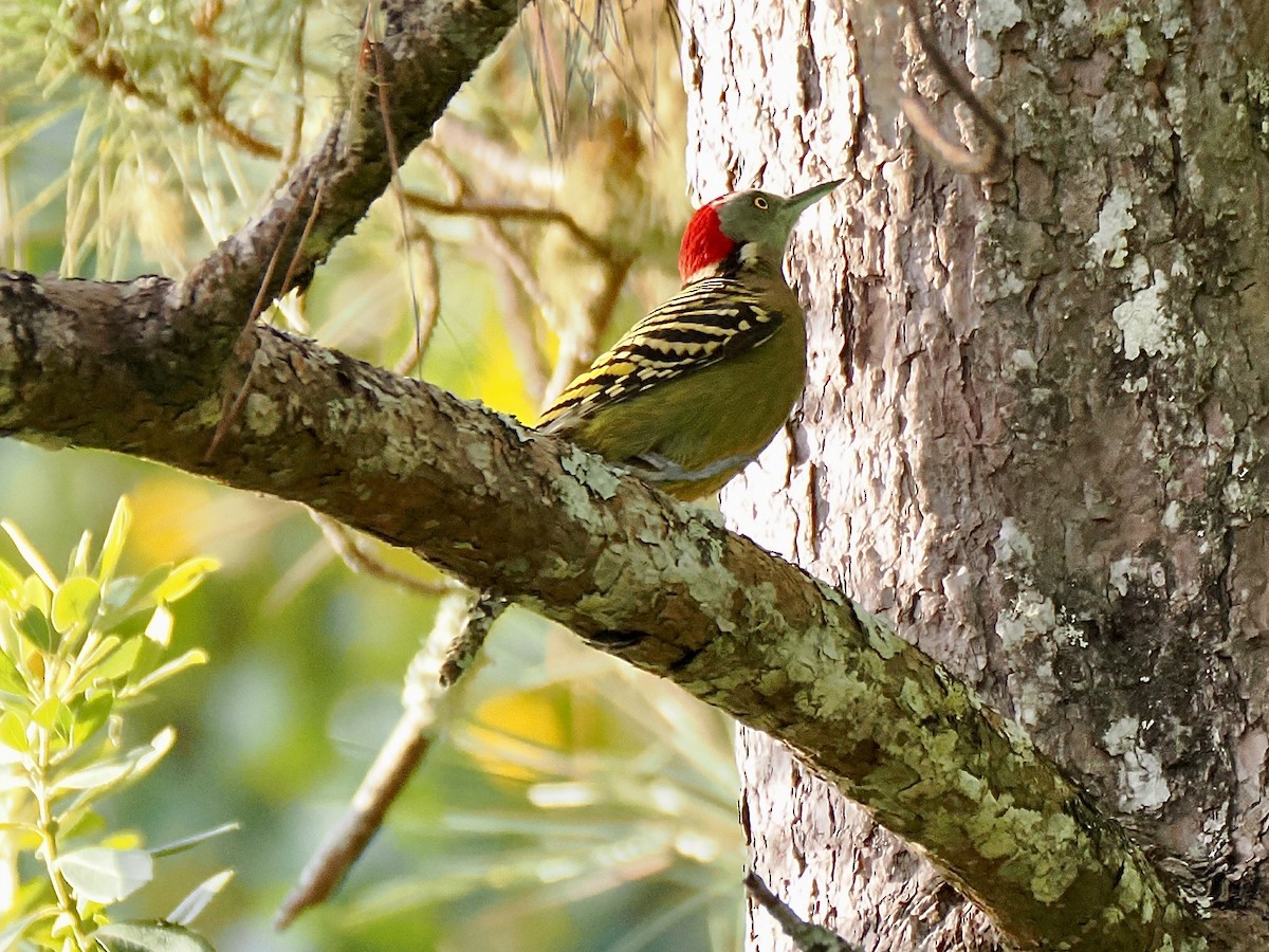 Hispaniolan Woodpecker - ML633908020