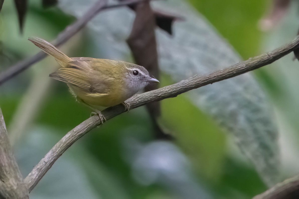 Yellow-bellied Warbler - ML633908148