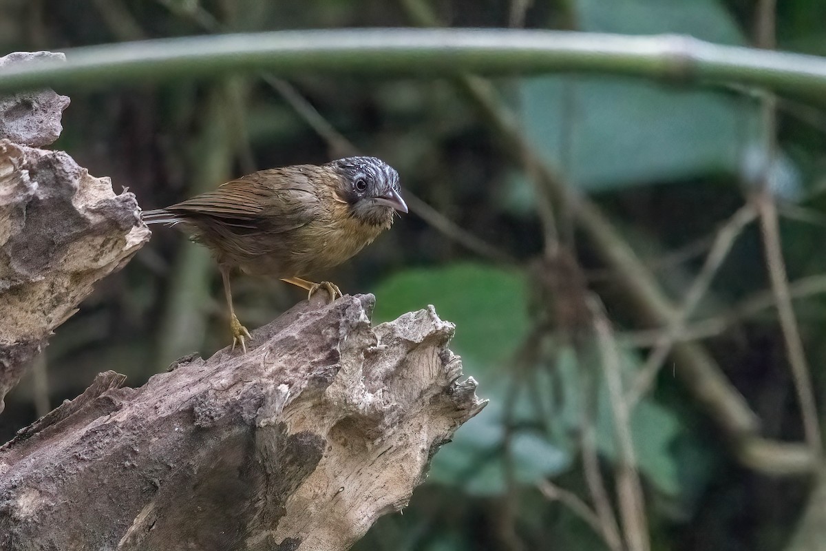 Gray-throated Babbler - ML633908163