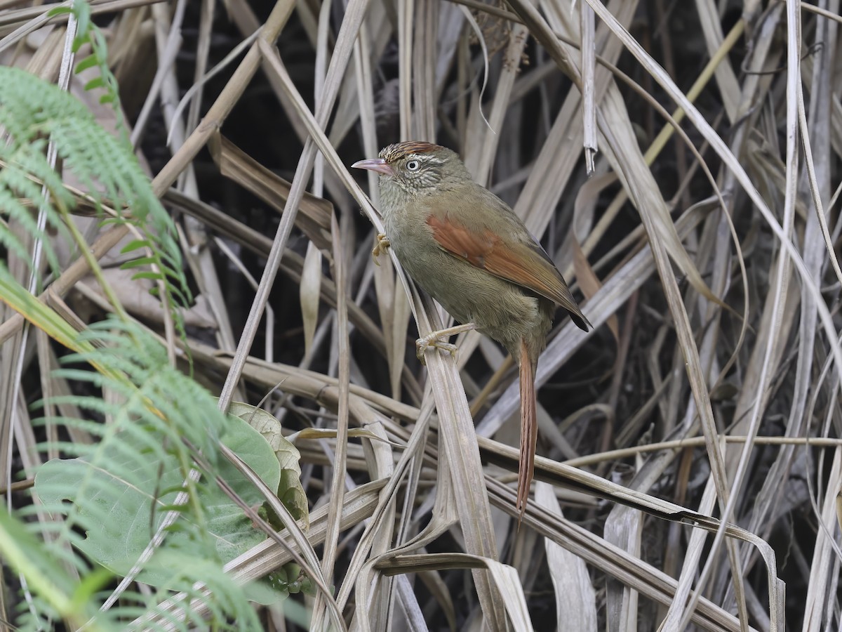 Streak-capped Spinetail - ML633908170