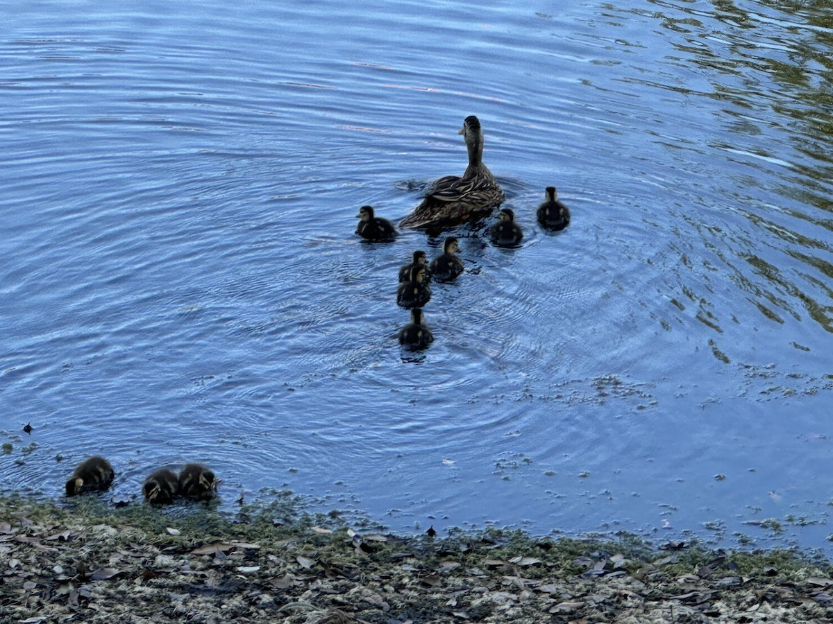 Mottled Duck - ML633908332