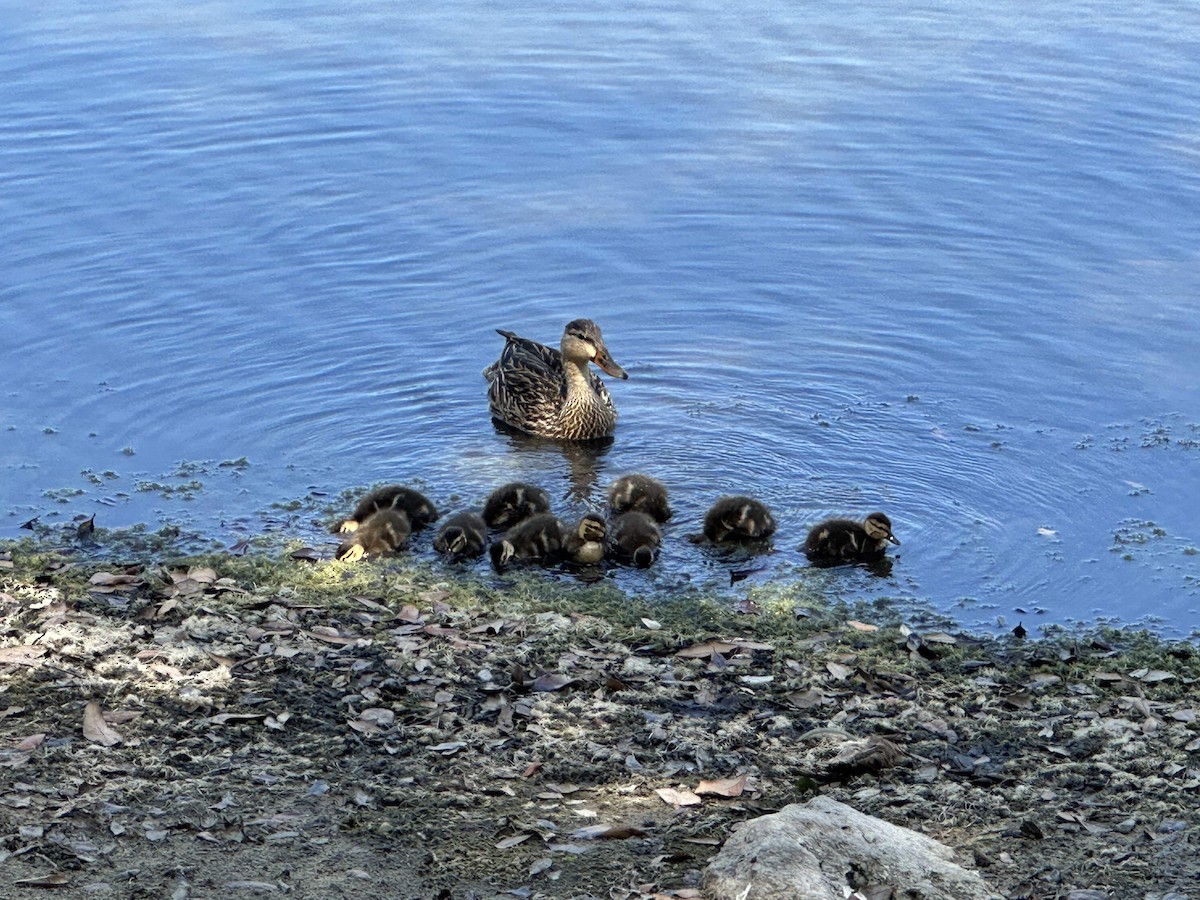 Mottled Duck - ML633908333