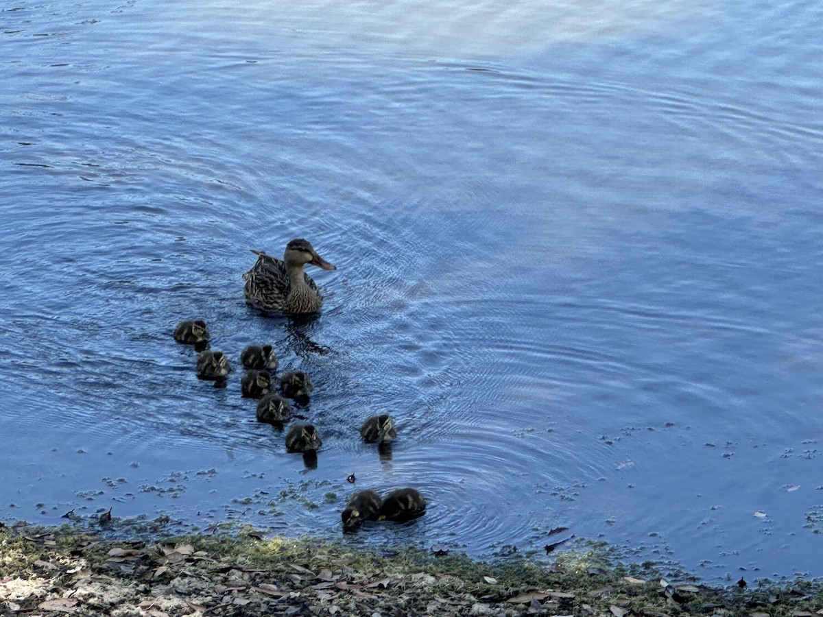 Mottled Duck - ML633908334