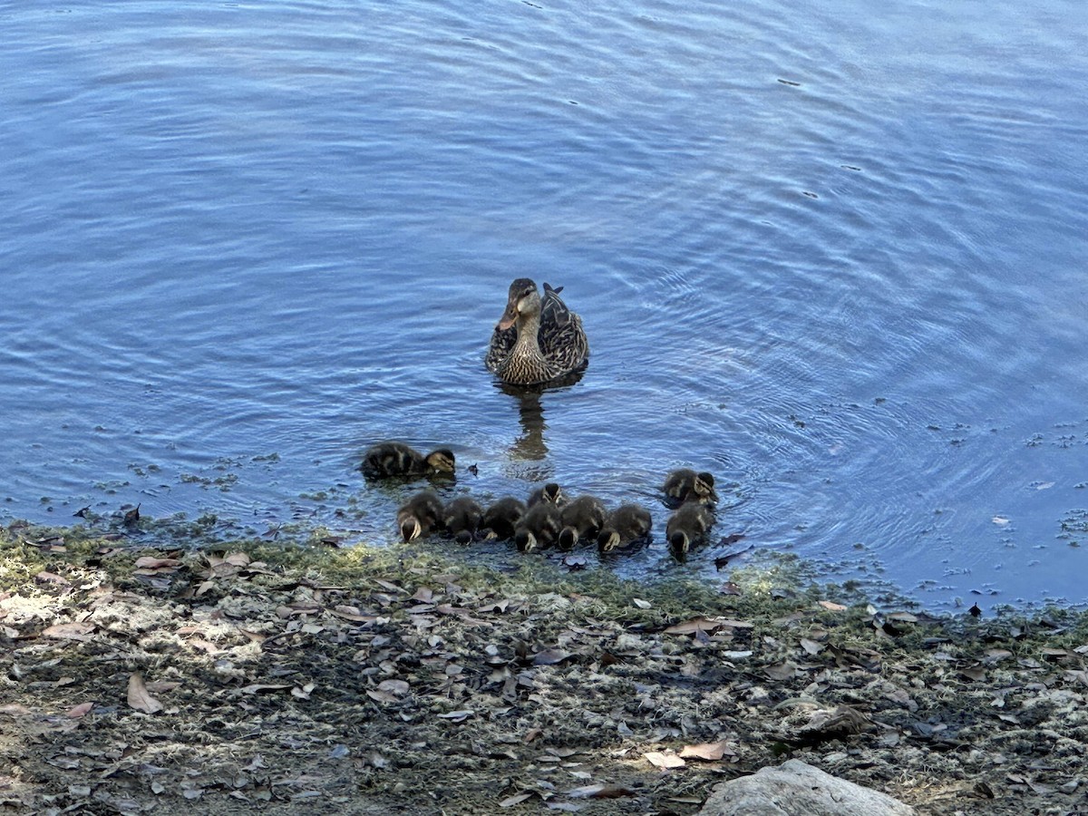 Mottled Duck - ML633908335