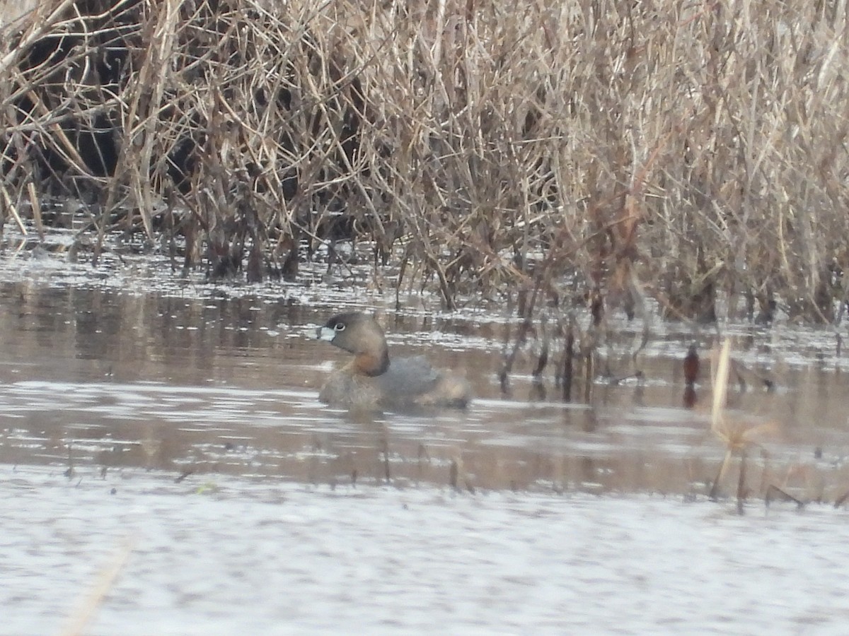 Pied-billed Grebe - ML633908337