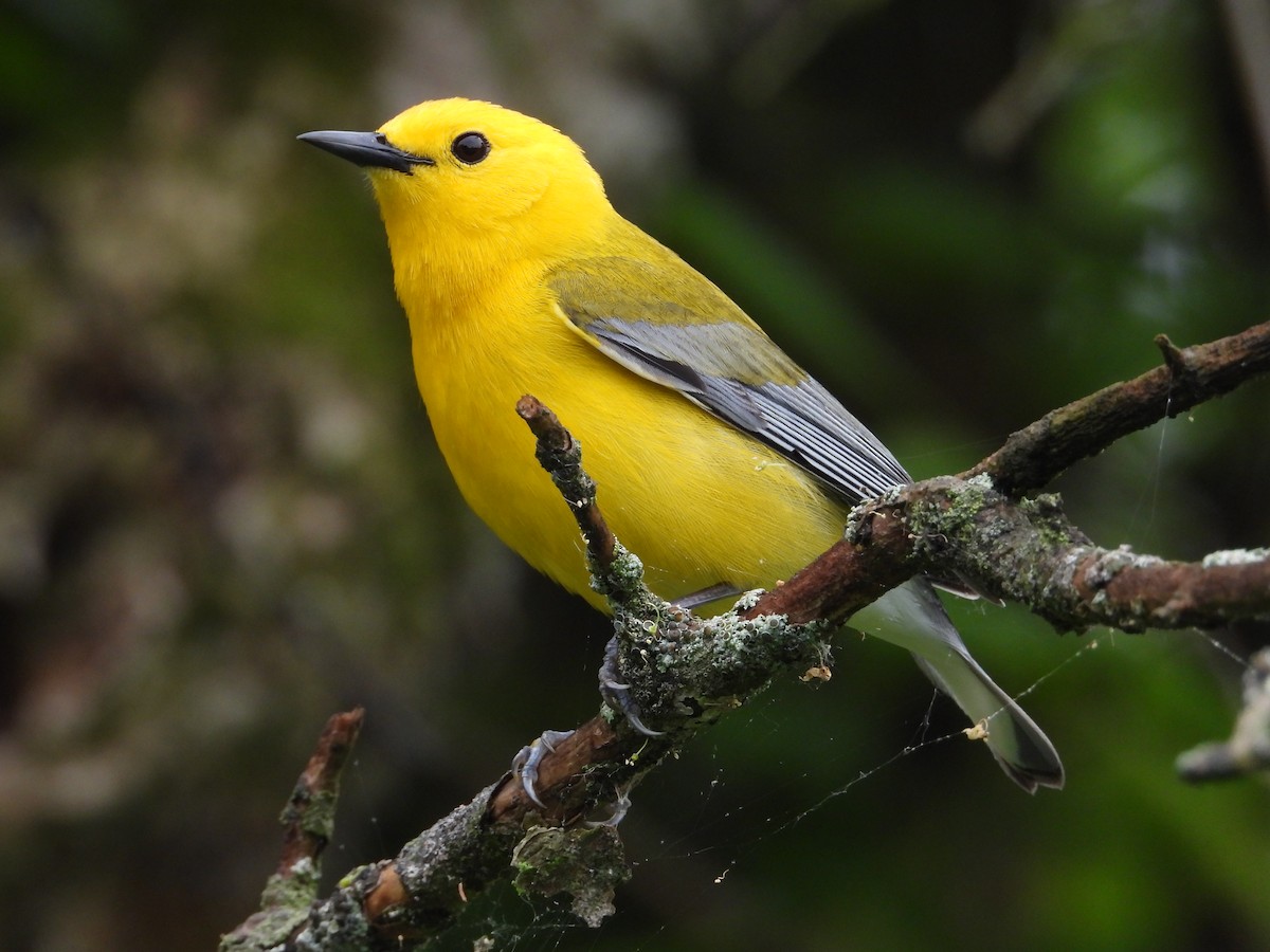 Prothonotary Warbler - ML633908506