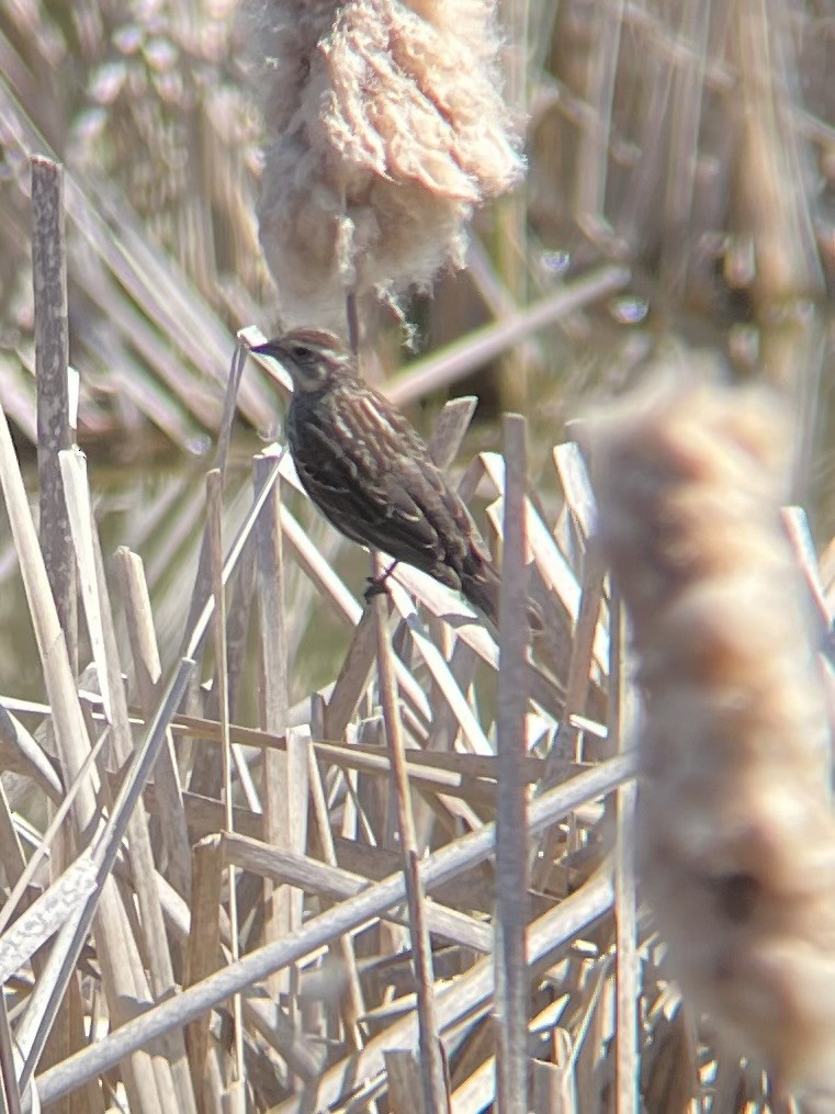 Red-winged Blackbird - ML633908599