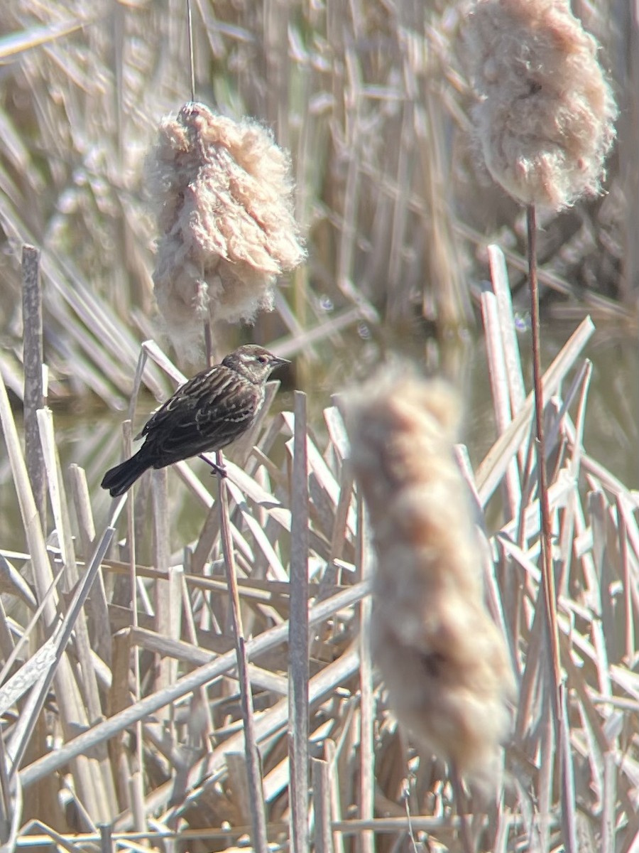 Red-winged Blackbird - ML633908601