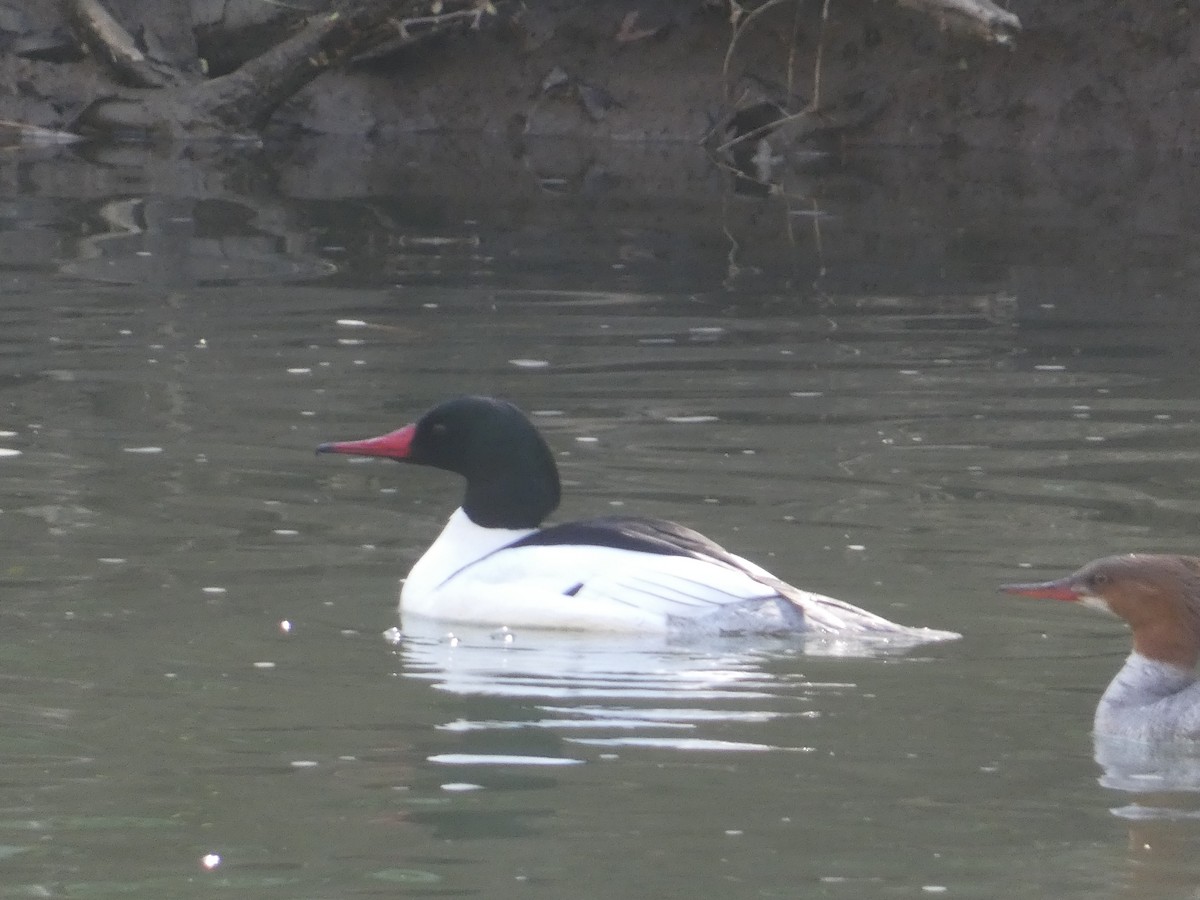 Common Merganser - ML633908623