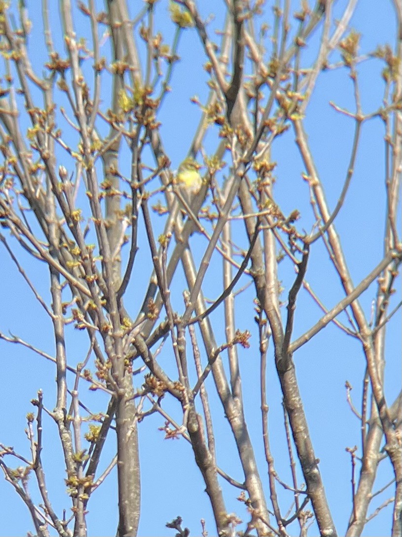 American Goldfinch - ML633908633