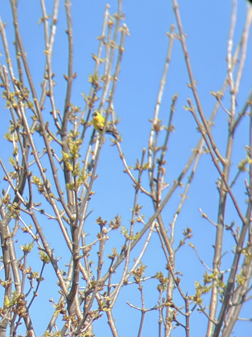 American Goldfinch - ML633908634