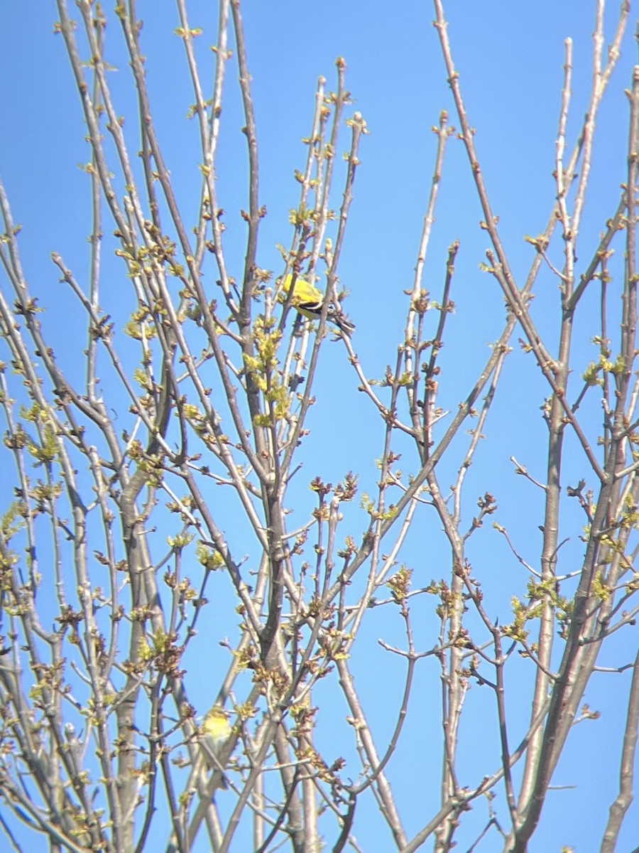 American Goldfinch - ML633908635