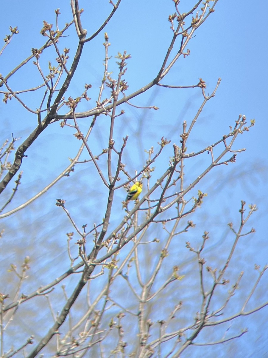 American Goldfinch - ML633908636