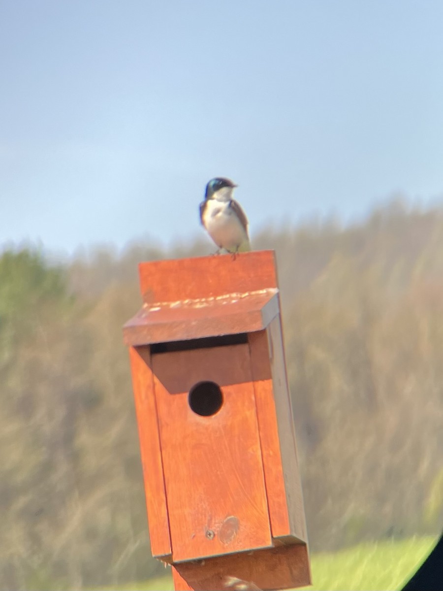 Tree Swallow - ML633908644