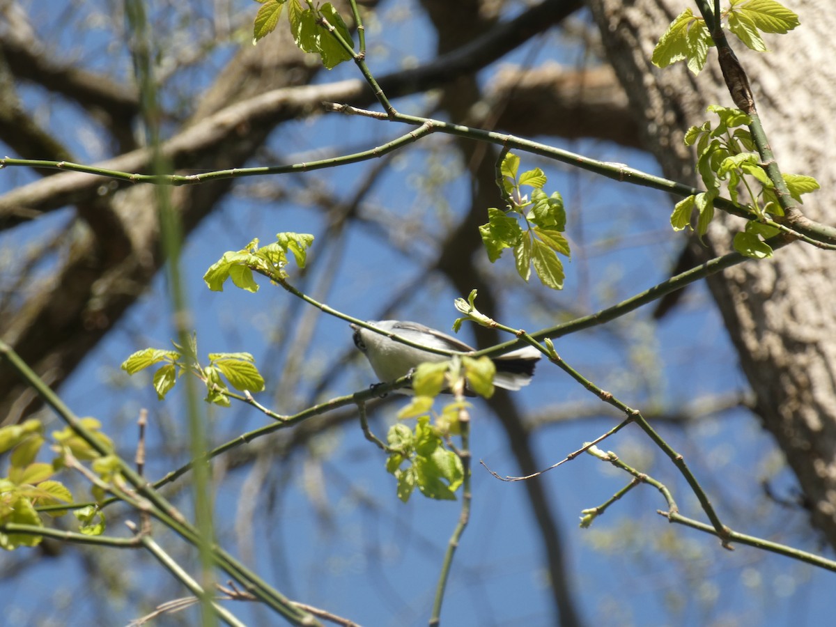 Blue-gray Gnatcatcher - ML633908649