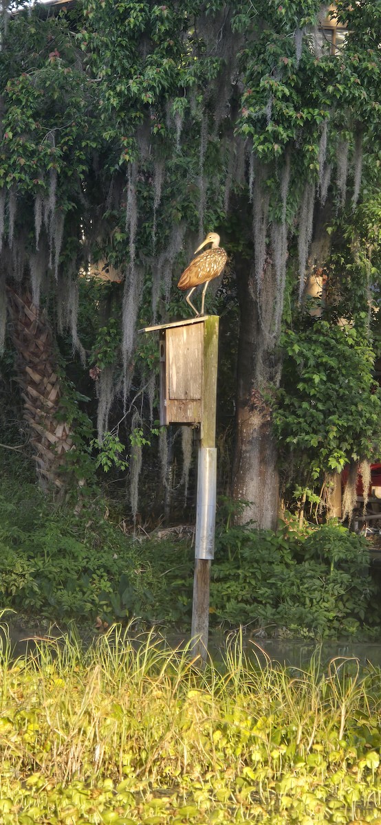 Limpkin - ML633908727