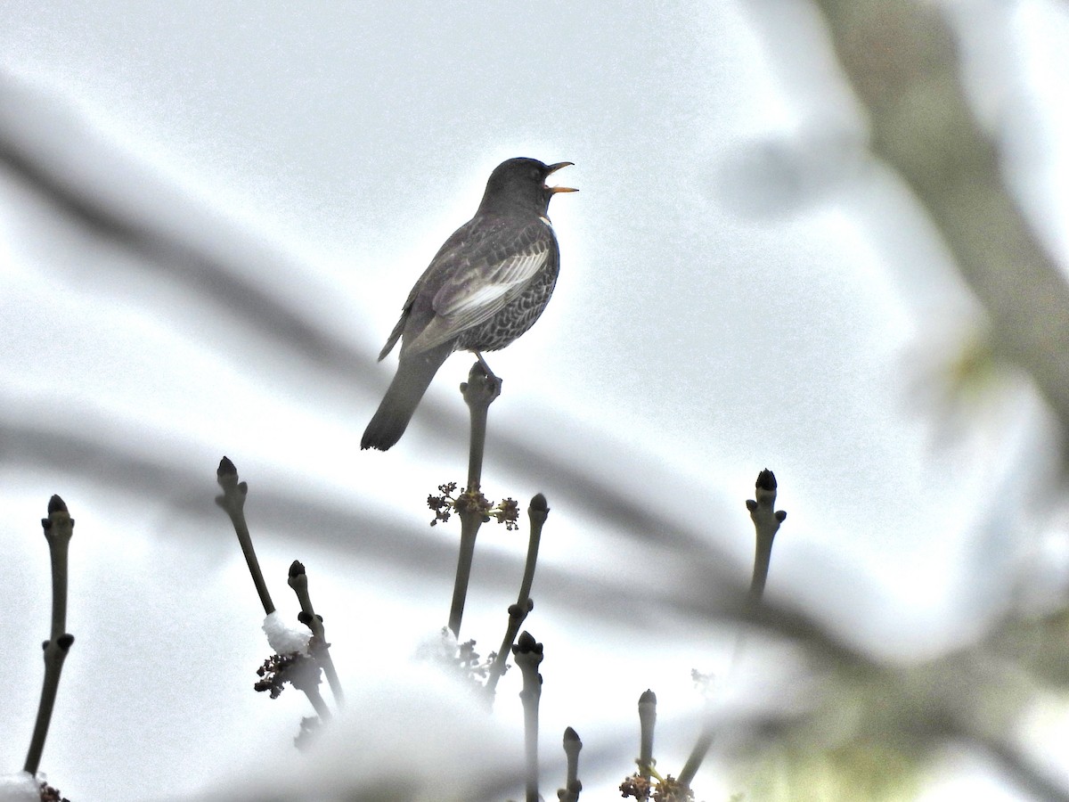 Ring Ouzel - ML633908890