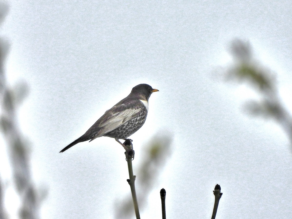 Ring Ouzel - ML633908891