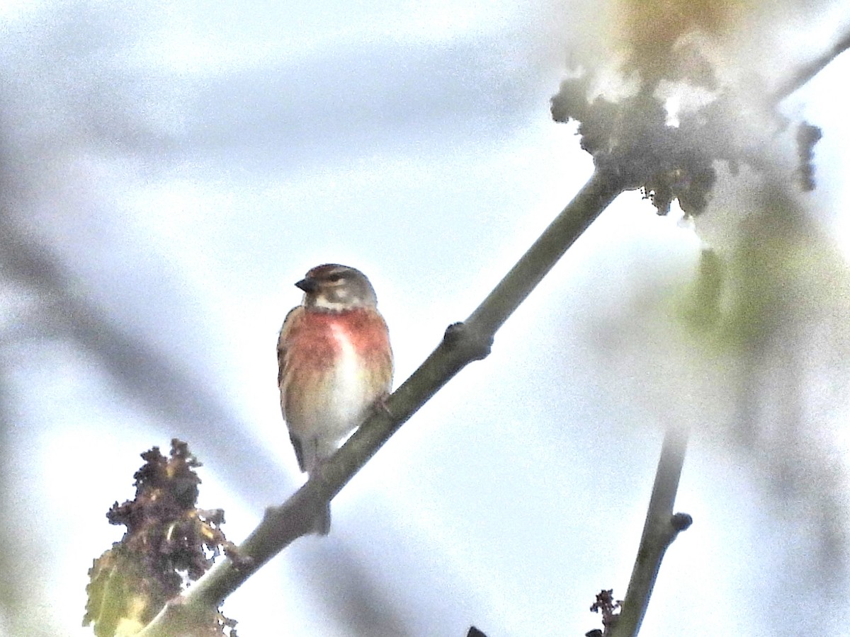 Eurasian Linnet - ML633908921
