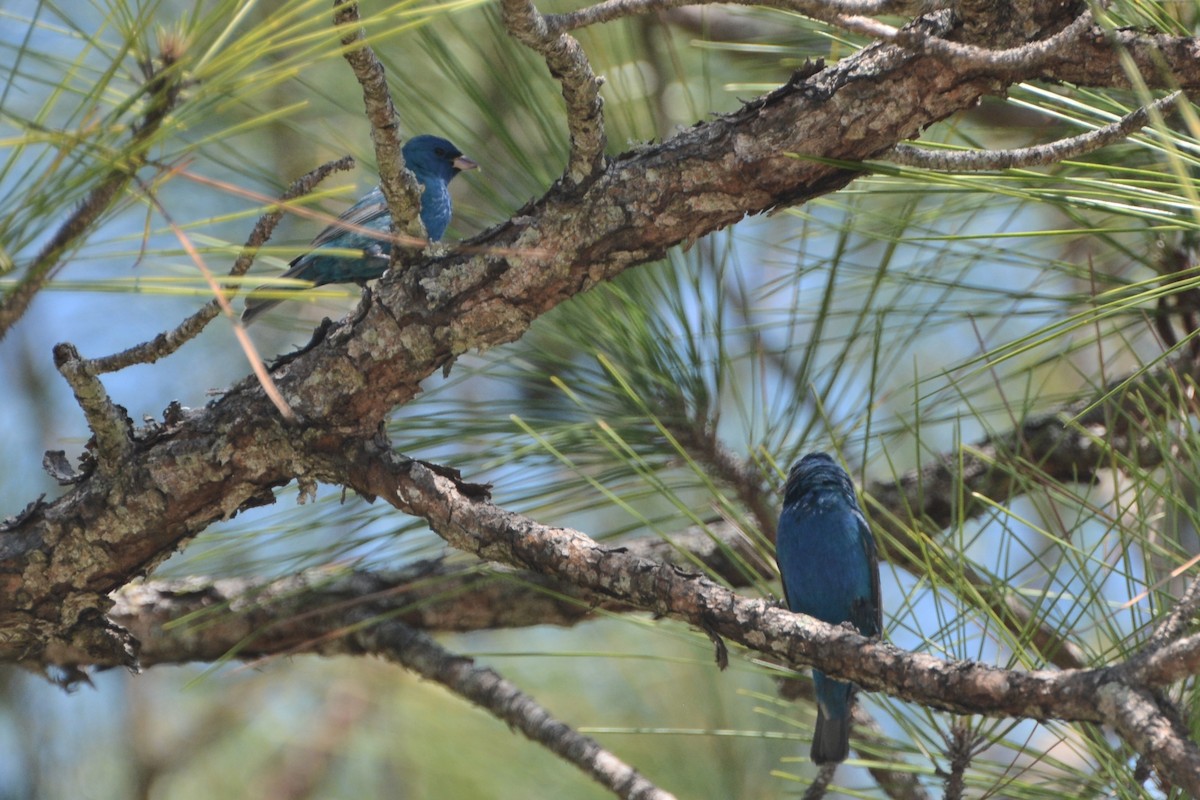 Indigo Bunting - ML633909019