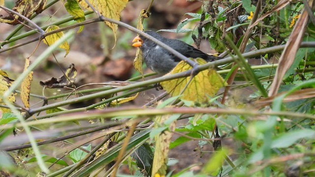 Gray Seedeater - ML633909021