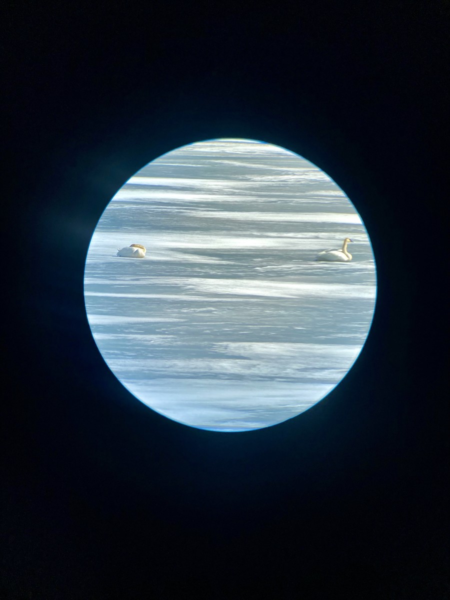 Trumpeter Swan - ML633909052