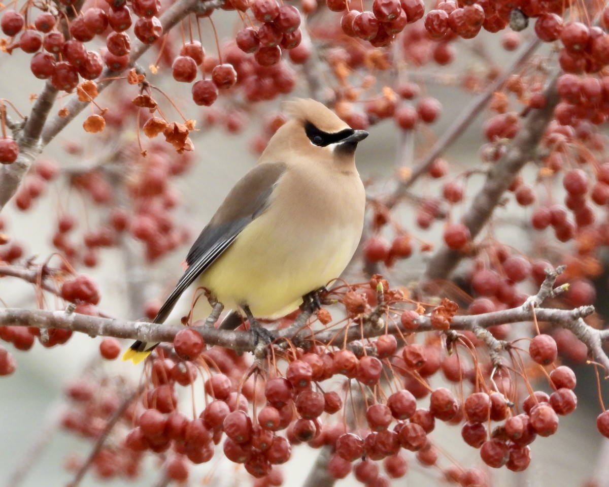 Cedar Waxwing - ML633909084