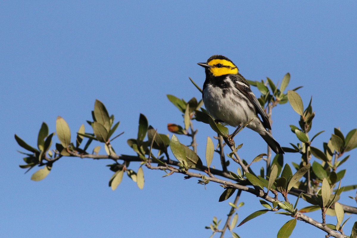 Golden-cheeked Warbler - ML633909129