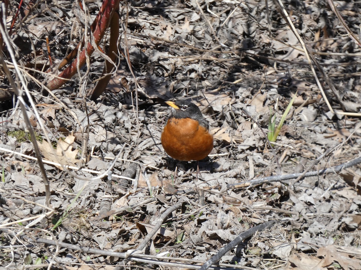 American Robin - ML633909449